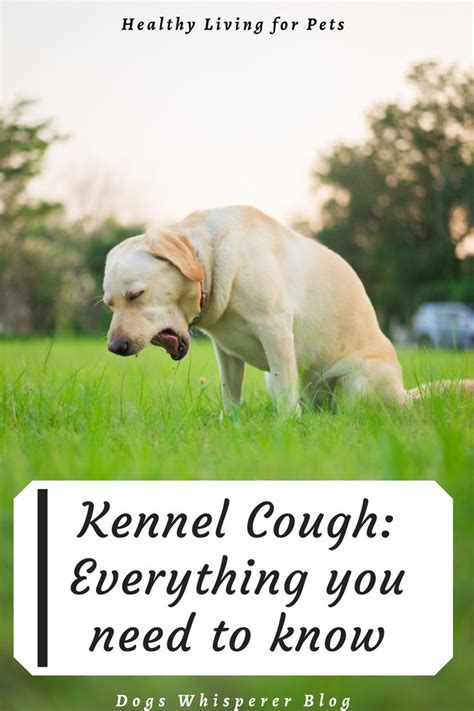 dog sounds like he's coughing up a hairball|kennel cough symptoms and treatment.